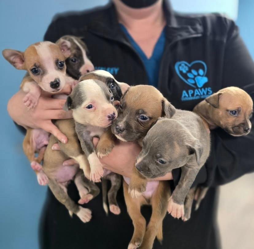 Veterinary Care for Your Puppy