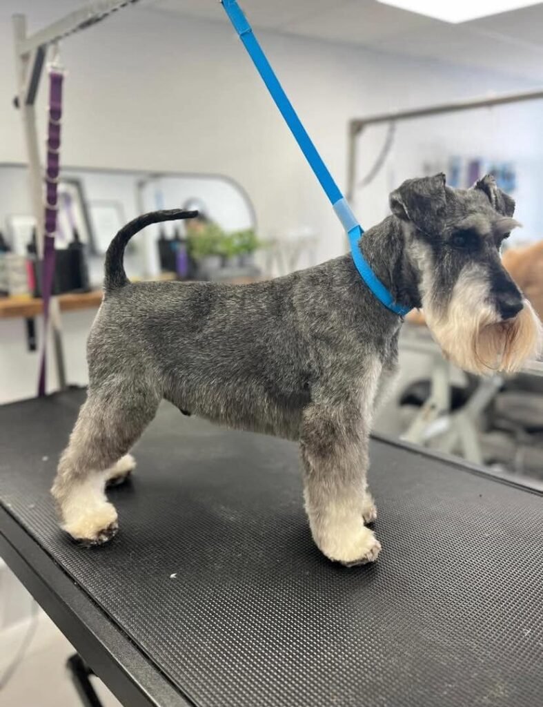 Pet Grooming