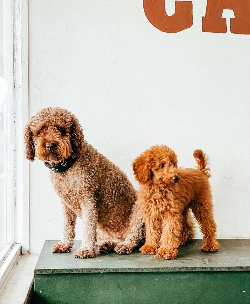 Pet Care Tips for Your New Puppy