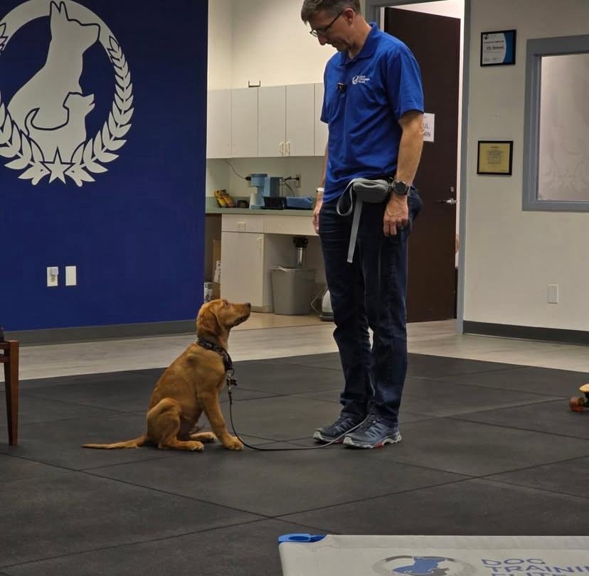 Professional Puppy Training Guide