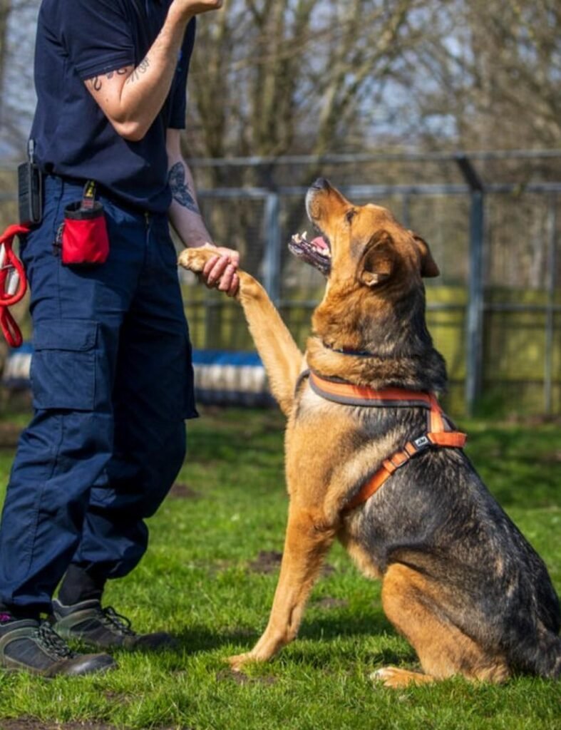Professional Puppy Training Guide