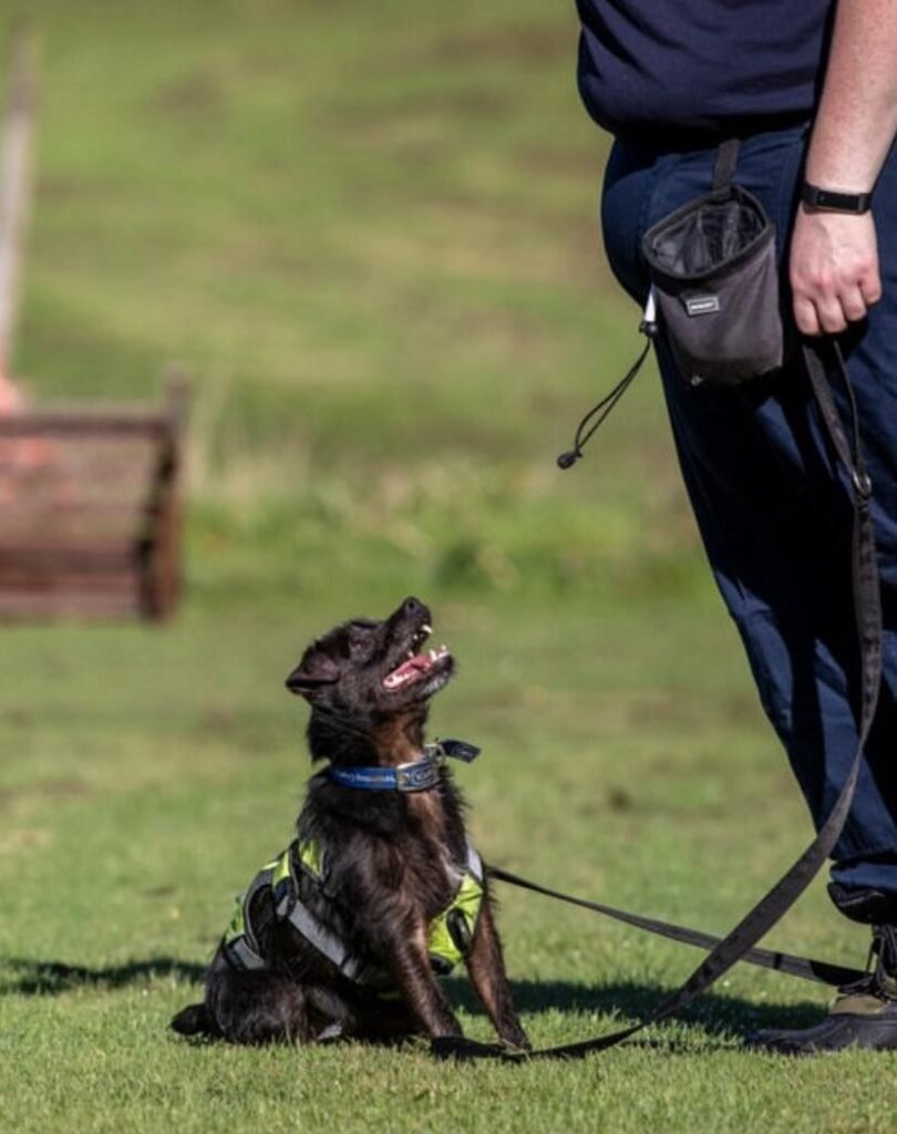 Professional Puppy Training Guide