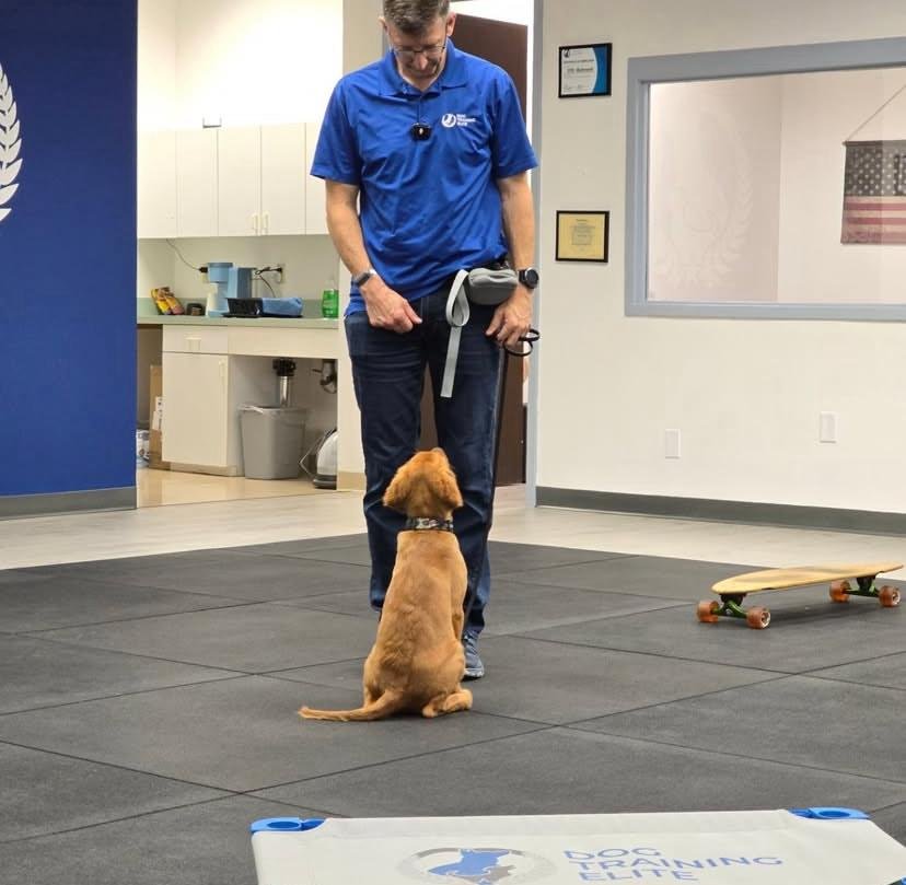 Professional Puppy Training Guide