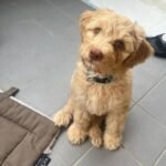 Medium Labradoodle Puppies for Sale