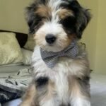 F1 Aussiedoodle Puppies for Sale