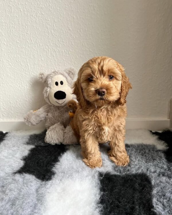 Miniature Cockapoo Puppies for Adoption