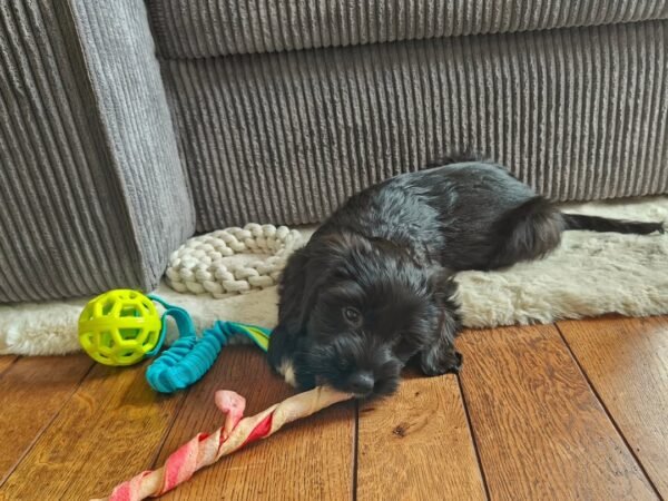 Cockapoo Puppies for Sale Near Me USA