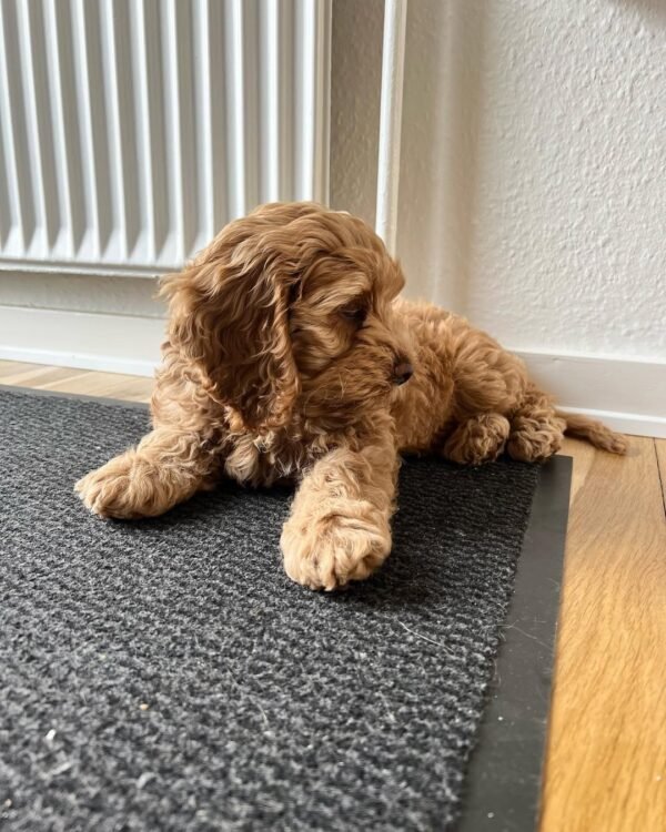 Miniature Cockapoo Puppies for Adoption