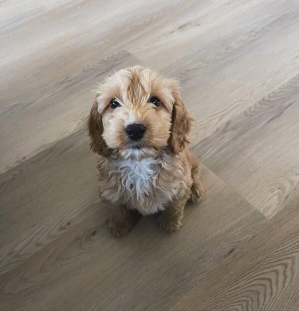 Cockapoo Puppies for Sale in usa