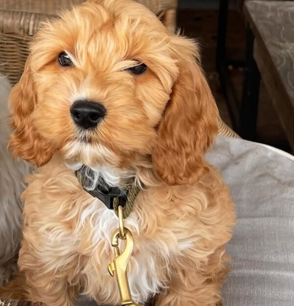Cockapoo Puppies for Sale in usa