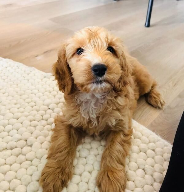 Cockapoo Puppies for Sale in usa