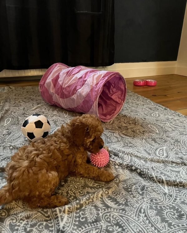 Standard Cockapoo Puppies for Adoption