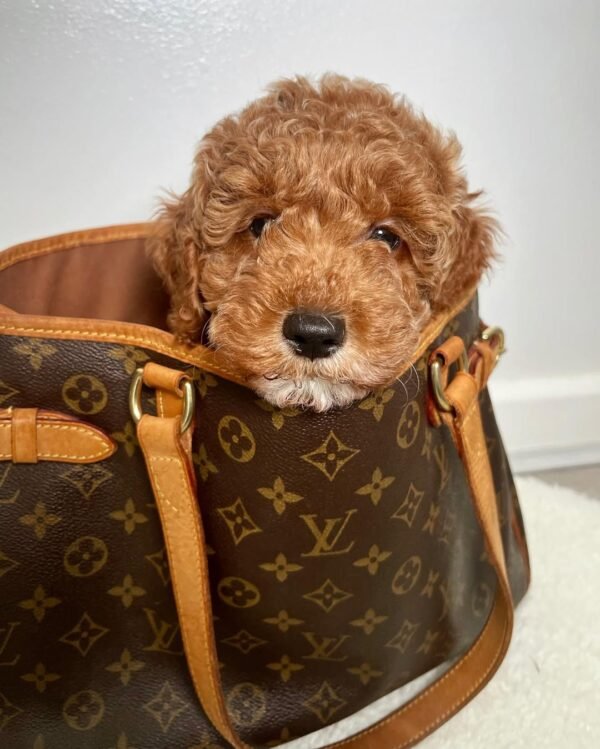 Standard Cockapoo Puppies for Sale