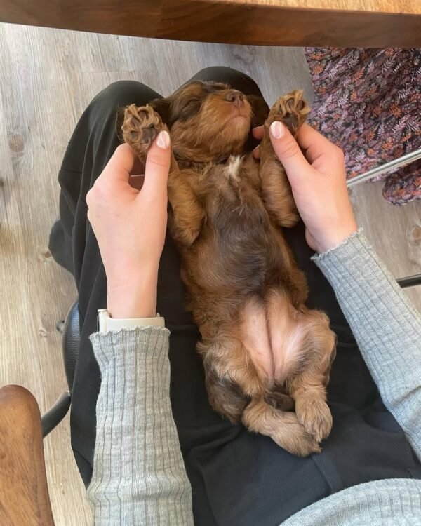 Miniature Cockapoo Puppies for Sale in USA