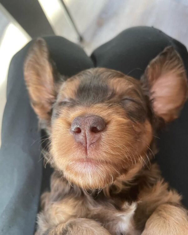 Miniature Cockapoo Puppies for Sale in USA