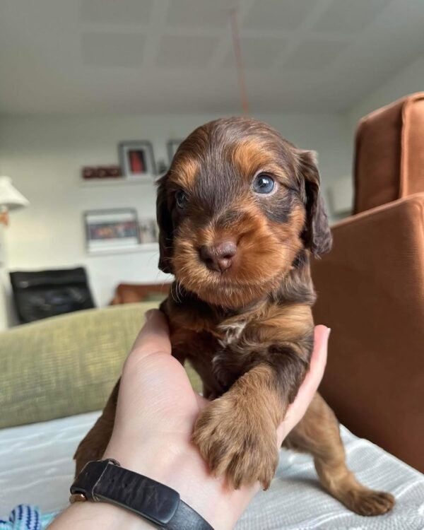 Miniature Cockapoo Puppies for Sale in USA