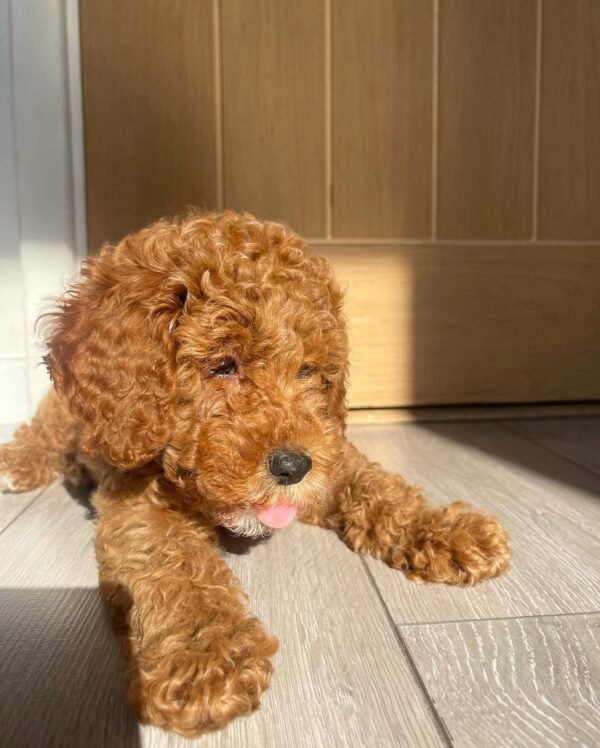 Standard Cockapoo Puppies for Sale