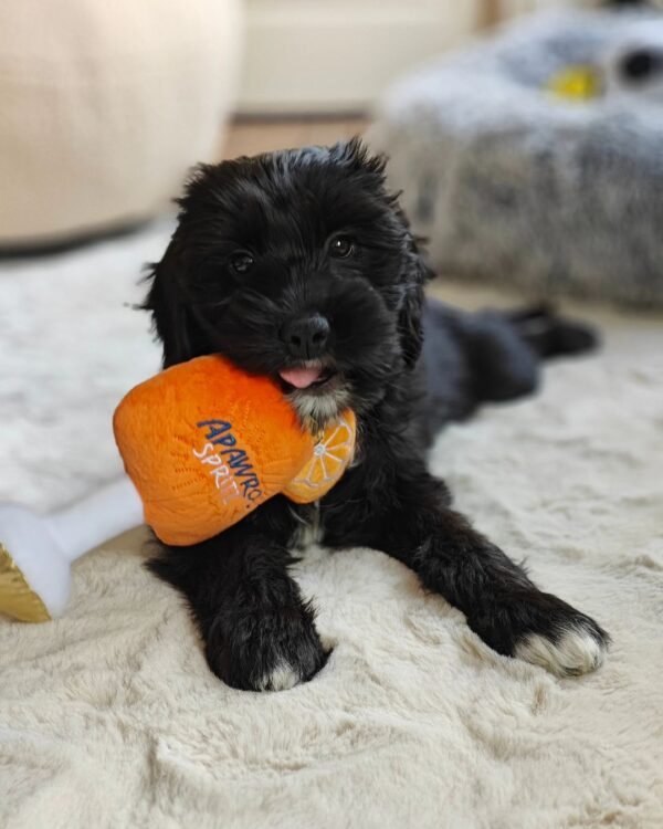 Cockapoo Puppies for Sale Near Me USA