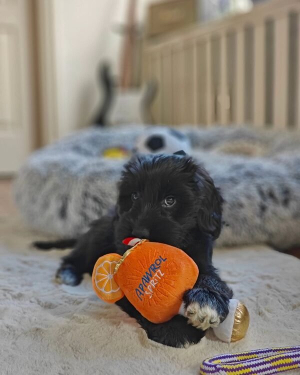 Cockapoo Puppies for Sale Near Me USA