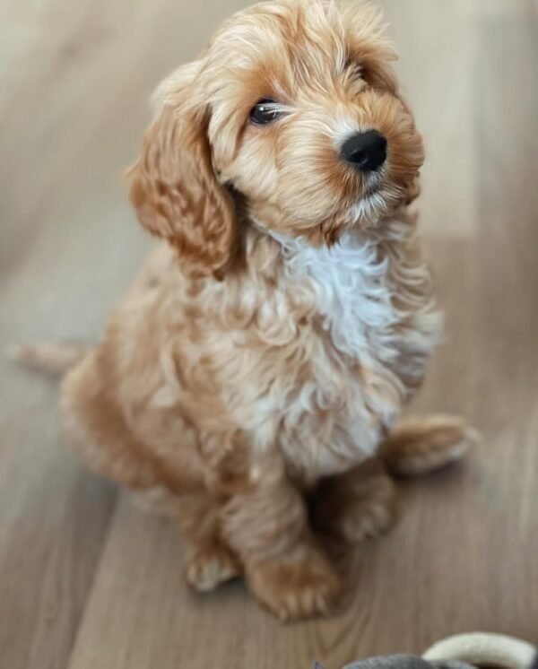 Cockapoo Puppies for Sale in usa
