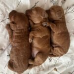 Brown Bernedoodle Puppies for Sale Near Me