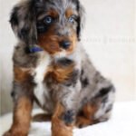 Cheap Mini Aussiedoodle Puppies For Sale