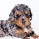 Aussiedoodle Puppies for Sale