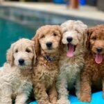 Aussiedoodle Puppies for Sale