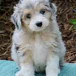 Medium Aussiedoodle Puppies for Sale