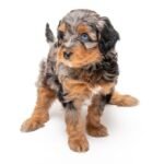 Blue Merle Aussiedoodle Puppies for Sale