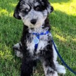 Toy Aussiedoodle puppies for sale near me