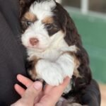 Bernedoodle Puppies for Sale in America