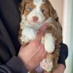 F3 Bernedoodle Puppies for Sale Near Me