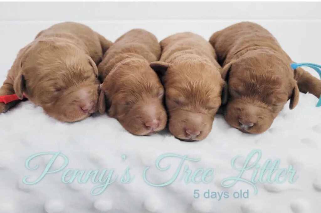miniature goldendoodle puppies for sale near me