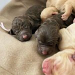 Blue Merle Labradoodle Puppies for Sale Near Me