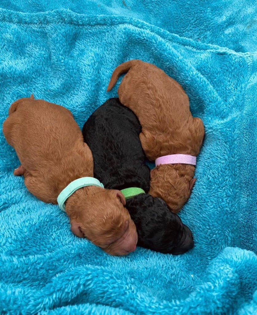Goldendoodle Puppies For Sale in Alabama