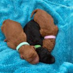 Miniature Labradoodle Puppies for Sale