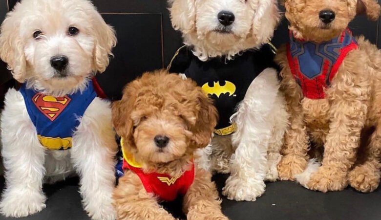 Goldendoodle Puppies For Sale in Florida: Meet Our Adorable Puppies