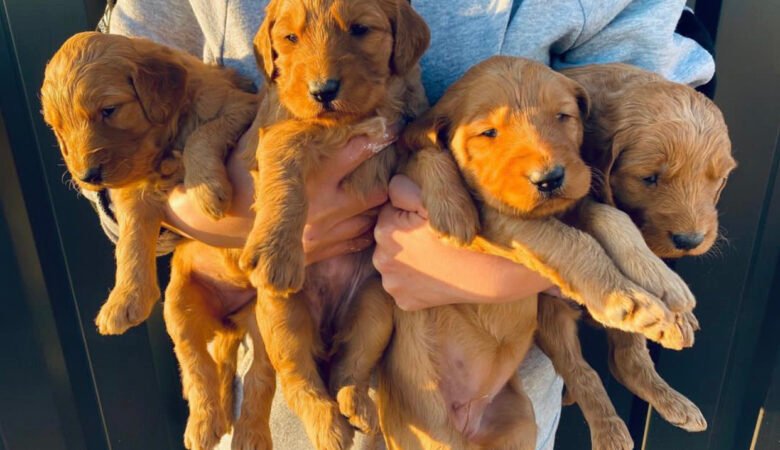 Goldendoodle Puppies For Sale in Connecticut: Adopt a Puppy Today