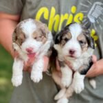 Black Maltipoo Puppies for Sale