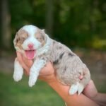 Black Maltipoo Puppies for Sale