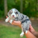 Black Maltipoo Puppies for Sale