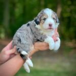 Cheap Maltipoo Puppies for Sale