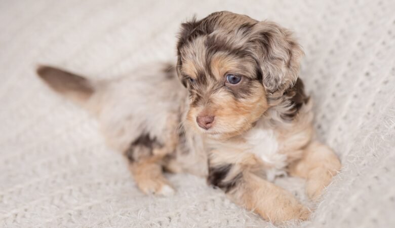 Goldendoodle Puppies For Sale in Hawaii: Your Adoption Journey Starts Here