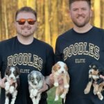 Brown Bernedoodle Puppies for Sale Near Me