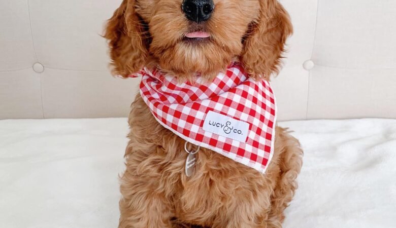 Goldendoodle Puppies For Sale in Georgia: Find Your Dream Dog