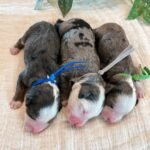 Standard Cockapoo Puppies for Adoption