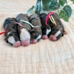 Toy Cockapoo Puppies for Adoption