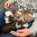 Standard Labradoodle Puppies for Sale