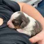 Standard Labradoodle Puppies for Sale